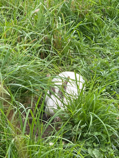 The image shows a white cat with tabby markings partially hidden in tall green grass and clover. The cat's back and hindquarters are visible, with its head and front obscured by the vegetation. The environment appears to be an outdoor setting, likely a field or garden, with various types of grass and small plants. The scene is shot from a high angle, looking down into the grass. The lighting suggests an overcast day. The location is identified as Skapiškiai, Lithuania.