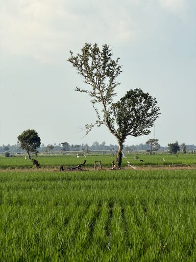 A wide shot captures a rural landscape with a lush green field in the foreground, likely rice paddies due to the visible rows. In the middle ground, a notable feature is a large tree with a split trunk and two distinct canopies, with a smaller, rounded tree to its left. Scattered throughout this area are several scarecrows, some with white flags, and a few dark objects which may be debris or more scarecrows. In the background, a line of trees and vegetation forms a distant horizon, suggesting a village or further agricultural land. The sky is a pale, overcast blue. The image appears to be taken in Jatisari, Indonesia, a location known for its agricultural landscapes.