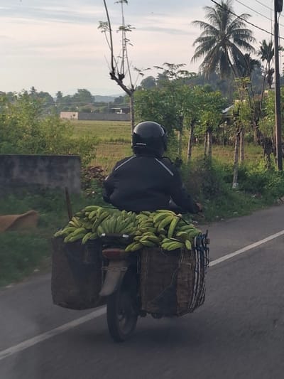 A person wearing a black jacket and helmet rides a motorcycle laden with a large quantity of green bananas. The bananas are packed in two large woven baskets attached to the rear of the motorcycle. The rider is facing away from the camera, obscuring their identity. The motorcycle is traveling on a paved road, which appears to be a rural area given the presence of fields, trees, and a distant palm tree. The sky is overcast. The scene is set in Mee Pangwa, Indonesia, as indicated by the provided location information.