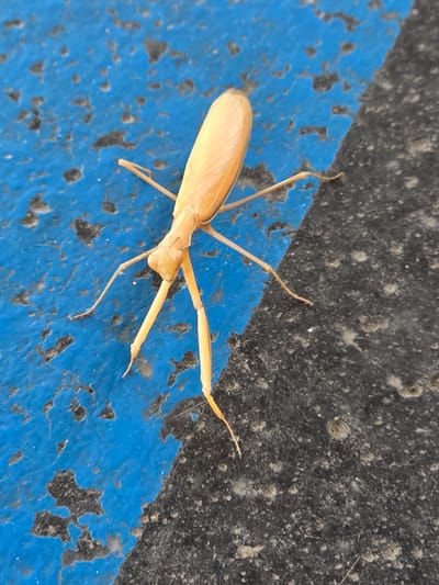 The image shows a light brown praying mantis positioned on a surface with a distinct blue and black diagonal division. The praying mantis is oriented with its head towards the lower left of the frame and its body extending diagonally upwards to the right. Its forelegs are raised and bent in a characteristic praying mantis stance. The surface appears to be asphalt or a similar rough, textured material, with the blue section showing signs of wear and chipping. There are no people or other animals visible in the image. The scene is an outdoor environment, likely a public space given the nature of the surface. There is no specific information about the location in Mitry-Mory, France, within the image itself.