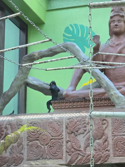 The image shows a black monkey clinging to a grey tree branch within an enclosure, likely a zoo exhibit, possibly located in Uspenskii, Russia. The background is a bright green wall decorated with a large, teal monstera leaf design and a partial view of a brown, sculpted figure. A chain hangs across the frame, obscuring parts of the scene. To the right, a decorative, brown stone column with carved floral patterns is visible, illuminated with strings of lights. Through the enclosure's lower section, a transparent panel provides a view into another part of the exhibit. A small green plant is visible in the lower right corner. The monkey is holding onto both the tree and the column.