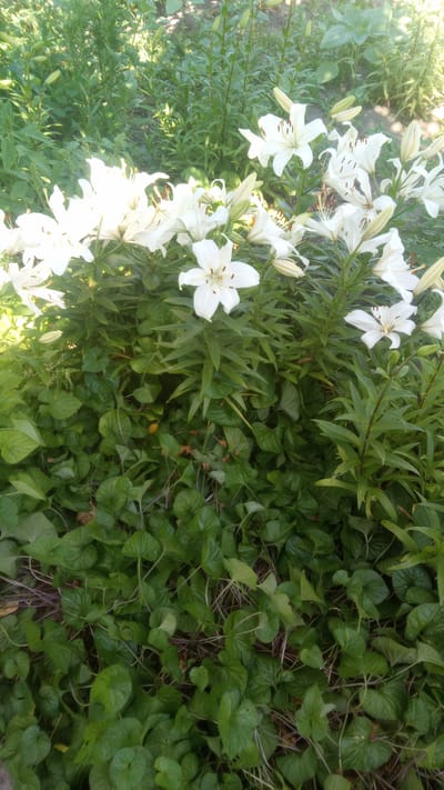 The image shows a close-up view of a garden bed filled with blooming white lilies. The lilies are the primary subject, with several large, fully opened flowers in the foreground and middle ground. Their petals are pure white, with delicate brown-orange stamens visible in the center of each bloom. Many unopened lily buds are also present, suggesting a vibrant and ongoing bloom.
Beneath the lilies, a dense layer of ground cover plants with rounded, heart-shaped leaves forms a lush green carpet. These leaves are a darker shade of green than the lily foliage, creating a visual contrast. Some thin, dry stalks or stems from previous growth are visible interspersed within the ground cover.
The lighting suggests it is daytime, with sunlight casting bright highlights on the white petals of the lilies and dappling through the foliage. The overall scene is one of a well-maintained garden, likely in a temperate climate given the presence of lilies. The greenery indicates a healthy, growing season. There are no people or man-made objects clearly visible in the frame.
The location context provided is Pereiaslav, Ukraine. This suggests the photograph was taken in this region. No text is visible in the image.