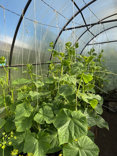 The image shows a greenhouse interior with growing cucumber plants. The greenhouse has a curved roof made of translucent material, supported by a metal frame. White strings are tied to the frame and hang down, presumably to support the climbing plants. The cucumber plants are lush and green, with large, lobed leaves and some yellow flowers visible. The ground inside the greenhouse appears to be dark soil. The location is specified as Bolshoy Turysh, Russia, indicating an outdoor agricultural setting. There are no people or animals present in the image.