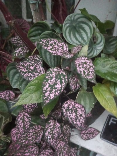 A static, close-up photograph displays a dense arrangement of plant foliage.
Location: B. Nam Ngao, Laos.
Details: The scene is dominated by multiple green leaves exhibiting distinct light pink or pale purple speckles across their surfaces, consistent with *Hypoestes phyllostachya*. These leaves vary in size and are distributed throughout the lower and central portions of the frame. Interspersed among these are several round leaves with alternating dark green and light silvery-green concentric stripes, consistent with *Peperomia argyreia*, visible primarily in the upper right quadrant. Dark, reddish-purple stems support the speckled leaves, particularly noticeable in the upper left. Additional plain green leaves are also present. In the lower right, a portion of a light-colored, flat horizontal surface is visible, supporting a dark, rectangular object with a prominent white capital letter "F" on its face. The background is partially obscured by foliage, revealing hints of a light-colored, possibly white, grid or lattice structure in the upper left. No human figures or active processes are depicted. Lighting is even and diffused.
