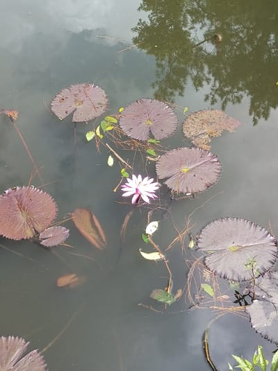 A serene pond reflects the sky and surrounding trees. Several large, purple-tinged lily pads float on the dark water's surface, some adorned with small leaves and scattered pine needles. A single white and pink water lily blooms brightly amongst the foliage.
