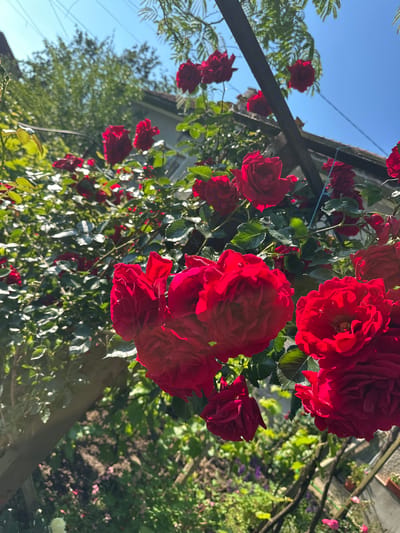 This vibrant photograph, taken in Rogozen, Bulgaria, captures a lush display of red roses blooming profusely in an outdoor garden setting. The image is angled upwards, highlighting numerous deep red roses, many in full bloom, clustered together and vividly illuminated by direct sunlight. The rich, velvety petals of the roses show intricate details, with highlights and shadows adding depth and texture to their vibrant color.
The roses appear to be growing on or overhanging from a dark wooden structure, possibly an arbor or pergola, which diagonally crosses the frame. Abundant green foliage from the rose bushes and other plants provides a verdant backdrop. In the upper left, a clear, bright blue sky indicates a sunny day, with the quality of light suggesting it is either morning or late afternoon.
The background, softly blurred, reveals further elements of the garden, including more green bushes, patches of soil, and a faint white flower towards the bottom right. Some utility lines are also visible against the sky. The shallow depth of field keeps the prominent red roses in sharp focus, while the surroundings softly recede. No specific activity is depicted; the scene is a celebration of natural beauty. There is no visible text within the image.