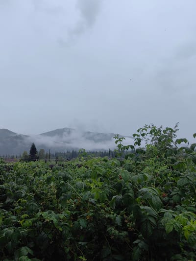 The image depicts a cloudy, overcast day with a landscape featuring a field of lush green raspberry bushes in the foreground. In the middle ground, a wooden fence runs horizontally, separating the field from a line of trees and a dense forest that leads to rolling hills and mountains shrouded in mist. The mountains are visible in the background, with some peaks appearing higher than others. A single, dark green evergreen tree stands out amongst the deciduous trees in the mid-ground. The sky is a uniform light gray with some darker clouds. The scene appears to be rural and possibly a farm or garden area. The location is identified as Derzig-Aksy, Russia.