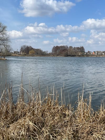 The scene depicts a wide view of a body of water in Vinnytski Khutory, Ukraine, under a partially cloudy blue sky. The foreground features a dense mass of dry, light brown reeds and grasses emerging from the water's edge. The midground is dominated by dark blue-grey water exhibiting numerous ripples across its surface. The distant shoreline presents a line of primarily bare deciduous trees interspersed with some evergreen foliage. To the left and right sides of this distant landmass, multiple residential structures with varied roof colors, including orange and grey, are visible. Utility poles and power lines are also discernible on the distant shore. The sky above is clear blue with scattered white cumulus clouds. Several small, dark specks, consistent with birds, are observed in the upper sky. No individuals or explicit interactions are visible within the frame.