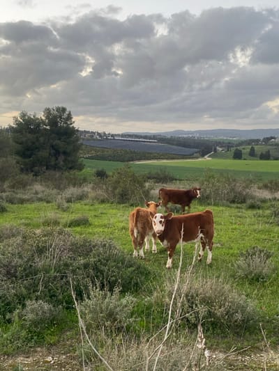 A rural landscape displays a field of green grass interspersed with shrubs. Three brown cows with white markings are clustered in the field. In the background, a solar panel array extends across the landscape, leading toward buildings and distant hills. The sky is overcast with heavy, textured clouds. A tree is visible in the lower left corner.