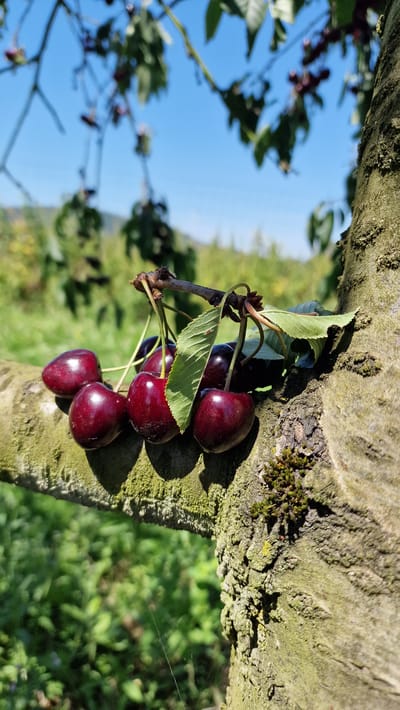 A close-up, low-angle, vertical shot showcases a cluster of ripe, dark red cherries hanging from a branch. The cherries are glistening, with smooth, taut skins. They are supported by thin, green stems and a brown twig, accompanied by a few green leaves. The branch itself is rough, textured, and covered in patches of green moss. In the background, out-of-focus, is a vibrant green landscape of foliage and a clear blue sky. The image appears to be taken outdoors, likely in an orchard or a park setting in Detmold, Germany, given the natural, sun-drenched environment and the presence of fruit-bearing trees. There are no people or animals visible in the frame. The lighting suggests a sunny day, casting gentle shadows on the cherries and the tree bark.