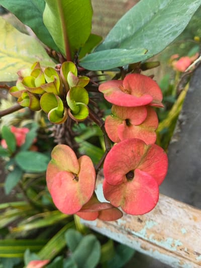 A close-up reveals a vibrant Crown of Thorns plant. Bright red flowers are clustered in the foreground, showcasing their unique petal shape. Nearby, a cluster of tightly curled, light green leaves presents a contrasting texture. Larger, elongated green leaves provide a backdrop. The plant grows near a weathered, light-colored wooden structure, suggesting an outdoor setting.
