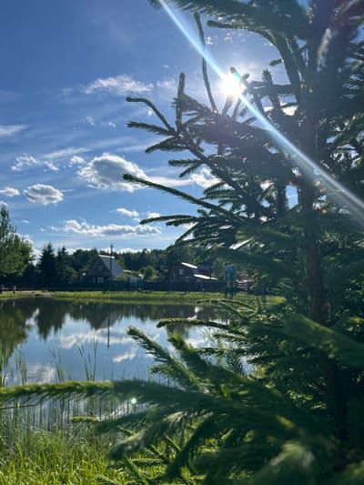 In the city of Слава Снт, Russia, a bright sun shines through the branches of a coniferous tree in the foreground, casting lens flares across the sky. The sky is a vivid blue with scattered white clouds. In the background, a calm body of water reflects the sky and the surrounding environment. On the far bank of the water, there are several houses and dense green trees. The ground along the water's edge is covered in lush green grass and reeds.