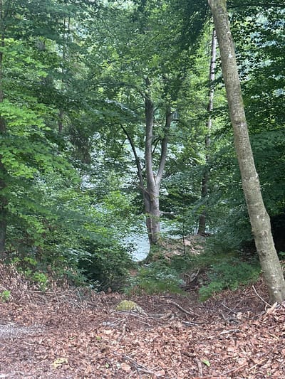 The image depicts a natural scene in a forest adjacent to a body of water. In the foreground, the ground is covered with a thick layer of fallen leaves and twigs, with some visible small stones and gravel. A large tree trunk with textured bark stands prominently on the right side of the image, leaning slightly towards the viewer. Behind the foreground, dense green foliage from various trees and bushes creates a lush canopy.

In the middle ground, a glimpse of a body of water, likely a lake or river, is visible through an opening in the trees. The water's surface appears somewhat choppy, indicating movement. The shoreline is lined with vegetation, including bushes and smaller trees.

In the background, more trees and vegetation extend into the distance, creating a sense of depth. The overall impression is of a tranquil, natural setting. Based on its characteristics, this scene is consistent with a location in the vicinity of the village of Kiefersfelden, Germany, known for its mountainous terrain and natural landscapes, which often include lakes and forests. There are no people or animals visible in the image.