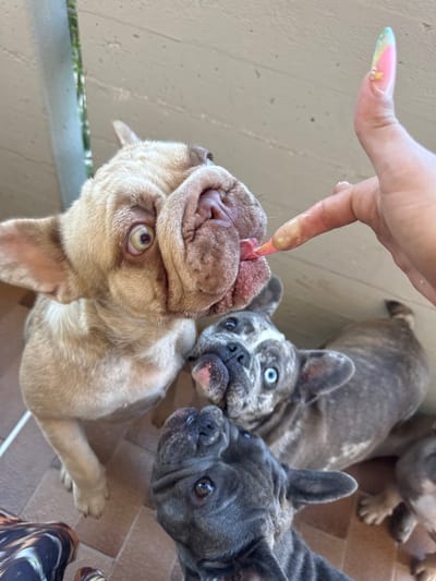 In San Benedetto del Tronto, Italy, a group of four French Bulldogs are gathered, eagerly interacting with a person's hand extending a treat. The dogs, one light tan with wide, startled eyes, and three brindle-colored with varying shades of grey and blue eyes, are positioned closely together on a tiled floor, likely an outdoor patio. The tan French Bulldog is actively licking a finger coated in a yellowish substance, possibly a treat or ointment. The other dogs are looking upwards, anticipating their turn. The hand offering the treat is adorned with a long, elaborately decorated fingernail featuring pink, yellow, and green hues, along with small pearl and star embellishments. The background suggests an outdoor setting with a light-colored wall and some greenery visible.