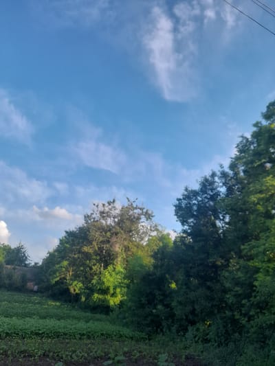 The image depicts a natural scene, likely in a rural or semi-rural setting, given the presence of trees, vegetation, and what appears to be a field. The sky is a prominent feature, displaying a clear blue with scattered white clouds, suggesting fair weather during the daytime. The orientation of the image is such that the sky occupies the left portion and extends upwards, while the right side is dominated by dense foliage from trees and low-lying green plants.
The trees are lush and green, with their branches and leaves creating a textured canopy. Some sunlight seems to be filtering through, illuminating parts of the greenery. The lower right section shows a cultivated area, possibly a field of crops or a garden, with dark soil visible in some patches. There are no people or animals visible in the frame, and no specific objects that stand out, other than the natural elements.
A thin, dark line runs diagonally across the upper left of the image, which could be a power line or a thin branch against the sky. The overall impression is one of a peaceful, natural landscape. The image does not contain any visible text. The time of day appears to be late morning or early afternoon, judging by the quality of light and the cloud formations. The location cues are limited to the natural environment, which is common in Ukraine's countryside. There are no specific activities or events evident.