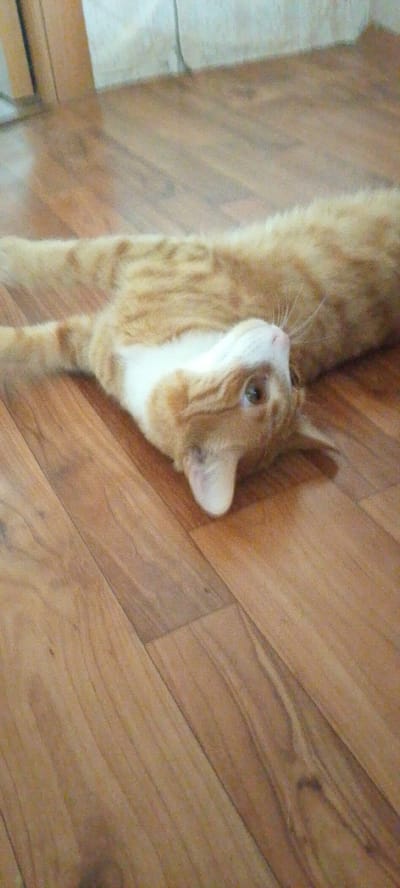 The media file shows an orange tabby cat lying on a wooden floor. The cat is on its back, with its head turned to the side, and its eyes are open. Its fur is orange with darker stripes, and it has a white chest and muzzle. The wooden floor has a natural wood grain pattern. The lighting suggests it is daytime, and the indoor setting appears to be a home. The cat seems relaxed and comfortable. There is no visible text in the image. The location context is Lyudinovo, Russia.