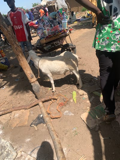 In Boi A, Nigeria, a sun-drenched scene unfolds in an outdoor marketplace. A white goat, tethered by a rope to a wooden pole, lies on the dusty ground. Its body is positioned horizontally, with one leg extended and its head turned towards a patch of green leaves, suggesting it might be grazing. The goat's rope is tied around its neck and secured to a thick, weathered log that lies across the scene.

To the left, a person wearing a red and white jersey with the logo "AJAX" and the word "aigoo" visible, stands near a cart laden with various items. The cart is filled with rows of packaged goods, some appearing to be toiletries or snacks, with labels in a foreign script. Behind the cart, more people are visible, along with a motorcycle engine.

The ground is a mixture of dirt and debris, with scattered pieces of cardboard and plastic. Sunlight casts strong shadows, indicating it's likely midday. The atmosphere appears bustling, typical of a local market. The presence of the goat, the cart of goods, and the people suggest a lively commercial exchange. The overall impression is that of a typical day in a Nigerian marketplace.