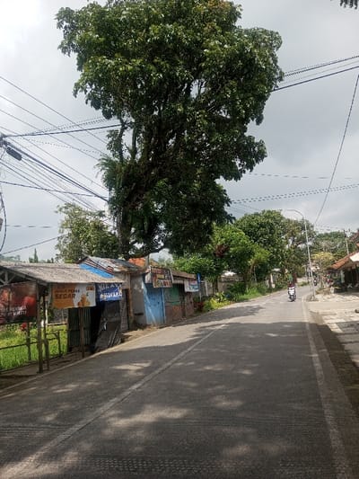 The image displays a roadside scene in Cibodas, Indonesia, under an overcast sky with partial sunlight casting shadows onto the road. A paved asphalt road, marked with a faded white center line and a white line on its right shoulder, extends into the distance, curving slightly to the right. On the left side of the road, a row of informal commercial structures, primarily constructed from corrugated metal and wood, are visible. Signs on these stalls include "ES JERUK PERAS SEGAR" (Fresh Squeezed Orange Juice) and "AYAM GEPREK" (Smashed Chicken). Behind these structures, a tall, dense green tree dominates the left frame, with multiple black power lines crisscrossing in front of it. Further left, beyond the stalls, green vegetation or fields are discernible. On the right side of the road, a concrete sidewalk or shoulder runs alongside, leading to residential buildings with reddish-brown tiled roofs in the mid-distance. A white streetlamp pole is also visible on the right. One individual is observed in the mid-distance, operating a white scooter or motorcycle, traveling away from the viewer on the right side of the road.