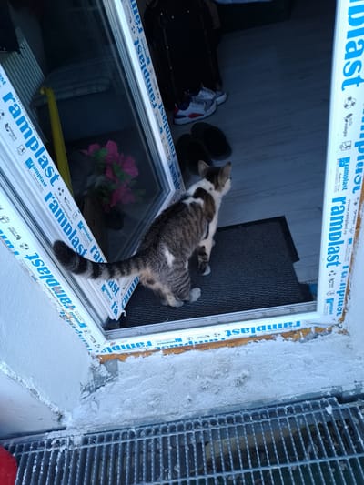 This image captures a domestic scene, likely an entrance to a home or apartment in Nicorești, Romania. A tabby and white cat is the primary subject, standing on a dark doormat just inside an open doorway. The cat is looking away from the camera, towards the interior, its tail raised. The doorway is framed by white uPVC window profiles with repeating blue "ramplast" branding. Inside the doorway, a pair of black flip-flops and white and red athletic shoes are visible on the floor, suggesting recent activity. The interior space beyond the doorway is dimly lit, with hints of furniture or belongings. The exterior foreground shows a metal grate, possibly a drainage cover, set into a rough, textured surface that appears to be whitewashed or coated with plaster, with some peeling or dislodged material. The overall environment suggests a residential setting, possibly under renovation or with recent exterior work.
