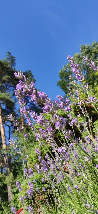 The image shows a close-up view of lavender flowers against a bright blue sky. In the background, out-of-focus trees, including pine trees, are visible. The perspective is from below, looking upwards at the flowers and the sky. There are no people or animals in the image. The environment appears to be a garden or park on a sunny day. The location is identified as Калодзішчанскі сельскі Савет, Belarus.