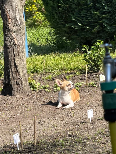 A medium-sized dog with tan and white fur is lying on bare soil in what appears to be a garden. The dog is in the vicinity of small sticks and white plant markers. The scene includes sections of a tree trunk, a green mesh fence, and various green plants and weeds. The location is Lauchhammer, Germany. The image is taken from a high angle, likely overhead. The focus is on the dog and the immediate surrounding area.
