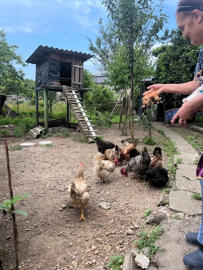In the city of Ghrmaghele Themi, Georgia, an elderly woman, wearing a dark floral print blouse and blue jeans, is feeding a flock of chickens in a dirt yard. She is holding a handful of corn kernels, which she is scattering from her right hand towards the ground. A blue bowl is in her left hand. The chickens, a mix of brown, black, and speckled breeds, are gathered around her, pecking at the food. In the background, a rustic, elevated chicken coop with a slanted corrugated roof is visible. A wooden ladder leads up to the coop's entrance. The yard is covered in dirt and small stones, with some vegetation and a few pieces of scattered debris. Trees and greenery surround the area. The sky is partly cloudy.