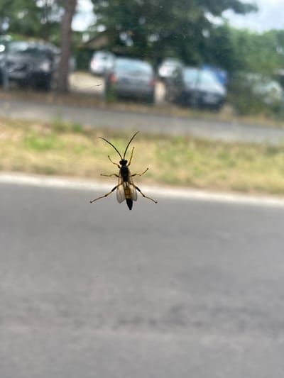 A single, black and yellow insect with transparent wings and long antennae is clinging to a glass surface, likely a window. The insect is positioned in the center of the frame, facing to the left. Its body is segmented, with a narrow waist. The background is blurred, showing a hint of greenery and some indistinct shapes that could be vehicles. The overall impression is that of a close-up shot of an insect taken outdoors on a cloudy day. The scene does not provide enough information to determine its specific location within Königs Wusterhausen, Germany.