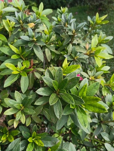 A close-up, high-angle view displays a dense cluster of green foliage from a shrub or flowering plant, located in Tapaiteng Uesa, Bhutan. The primary subject consists of numerous oval-shaped leaves, varying in color from dark to light green, with visible textures and venation. Several small, tightly closed buds are present among the leaves, some exhibiting reddish-brown tints. A single, blurred pink blossom is faintly discernible deep within the foliage towards the upper right. The background is an out-of-focus expanse of green vegetation, indicating an outdoor, natural environment. No individuals, man-made objects beyond the plant itself, or dynamic actions or interactions are depicted within the frame.