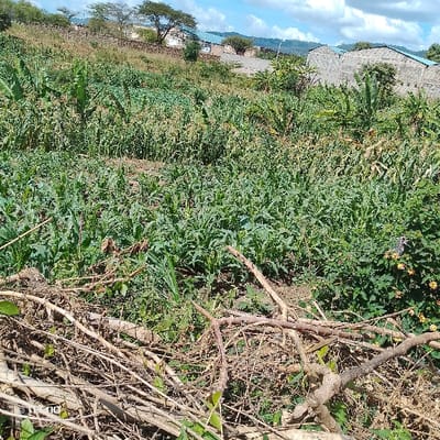 The scene depicts an agricultural hillside in Machakos Central ward, Kenya, under a partly cloudy blue sky. In the immediate foreground, a dense accumulation of dry, brown tree branches and twigs rests on disturbed soil, interspersed with some green undergrowth. The midground features a steeply sloping cultivated field planted with rows of various green crops, primarily young maize (corn) plants and several taller, mature banana plants. In the background, ascending the hillside, are multiple structures. To the left, partially obscured by trees, are buildings with light-colored walls and light blue or grey roofs. To the right, a prominent stone-built structure with a dark grey roof is visible. A stone wall or terracing system is present along the hillside near these background buildings. Distant hills are visible on the horizon. No individuals are present.