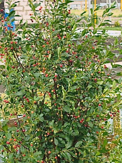 A medium shot captures a dense, leafy bush laden with small, round cherries. The cherries vary in color from bright red to a deeper, darker red, with some appearing greenish-yellow, indicating different stages of ripeness. The bush is positioned outdoors, with a blurred background suggesting a slightly industrial or residential area. In the background, elements of a brick wall are visible, along with what appears to be a yellow metal structure and some greenery. The overall lighting suggests it is daytime, with the sun illuminating the scene and casting subtle shadows. The image is cropped to focus on the bush and its fruit. The location is identified as the city of Қосшы, Kazakhstan.