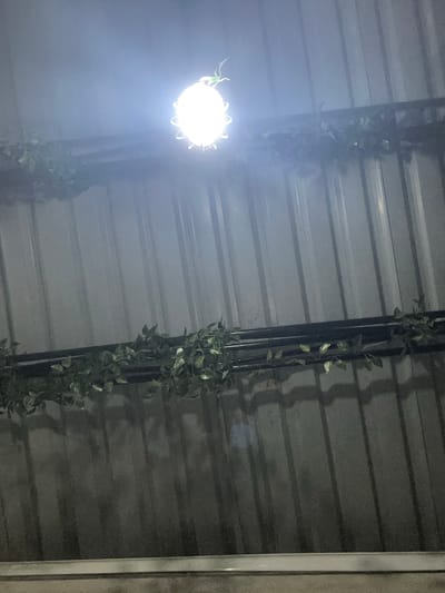 A bright, round light fixture hangs from the ceiling of a structure with a corrugated metal roof. The light is very intense, creating a halo effect and obscuring details below it. Artificial ivy vines are draped around two dark, vertical poles that extend from the ceiling. The vines are green and appear to be artificial, with leaves clustered along their lengths. The overall scene is dimly lit, with the primary illumination coming from the central light fixture. The corrugated metal ceiling suggests an indoor or covered outdoor space, possibly a workshop, storage area, or a covered market stall. The shadows cast by the poles and vines onto the metal surface indicate the direction of the light source. The image appears to be taken at night or in a poorly lit environment, given the dominance of artificial light. There is no visible text in the image. The setting suggests a utilitarian space rather than a decorative one, with the ivy serving as a decorative element. The presence of the vines could be an attempt to add a natural or aesthetic touch to an otherwise industrial or functional space.
