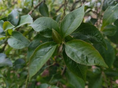 This image, captured in Suối Đục, Vietnam, presents a close-up view of a plant's foliage. The primary subjects are several green, ovate leaves with pointed apices and visible venation. A cluster of younger, smaller leaves or a developing bud is centrally positioned. The leaves vary slightly in shade, predominantly a medium to dark green. The background is softly blurred, indicating additional green foliage or a natural environment behind the main subject. No individuals, discernible actions, or human-made objects are present in the frame. The scene is static, focusing exclusively on the botanical detail of the plant.