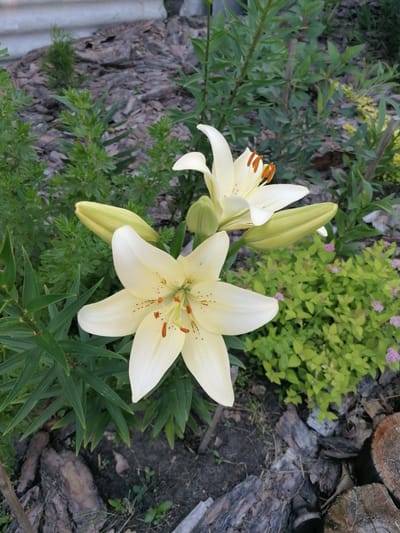 A close-up, eye-level outdoor shot features two creamy white lilies with orange stamens in the foreground. One lily is fully bloomed, showcasing its star-like shape, while the other is partially open. Both lilies are surrounded by lush green foliage and plant buds. The background consists of bark mulch and some lighter-colored, low-lying plants with small pink flowers. The overall setting appears to be a garden bed in the city of Mylnikovo, Russia.