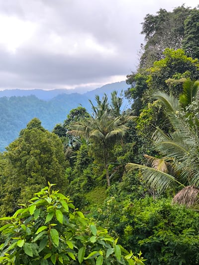 The image presents a dense tropical mountainous landscape, located in Negara, Indonesia, under an overcast sky. The background reveals multiple layers of undulating hills or mountains, progressively appearing hazier and bluer towards the distant horizon due to atmospheric perspective. The sky above is completely obscured by a uniform canopy of grey and white clouds. The midground is dominated by a lush, thick forest canopy covering the mountain slopes, featuring various shades of green and texture. Several prominent palm trees are visible within this dense foliage, particularly towards the center and right. The foreground is filled with vibrant, intensely green vegetation, including broad-leaved plants with fresh growth at the bottom left and center, and large fronds of palm trees entering the frame from the right. There are no people, animals, man-made objects, or specific actions depicted. The scene emphasizes natural, untouched wilderness.