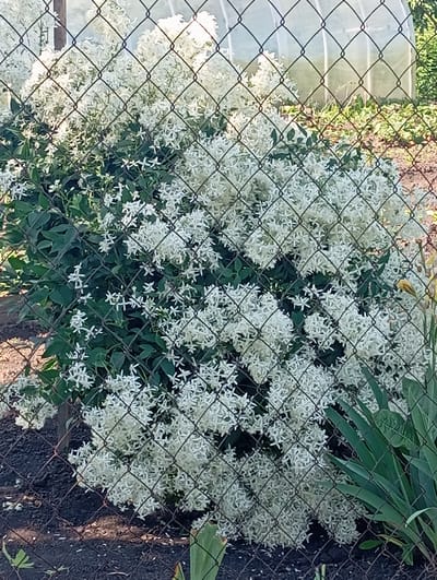 The image shows a dense bush with numerous small white flowers, partially obscured by a chain-link fence. The bush has dark green leaves. In the background, a greenhouse with a translucent covering is visible, along with some other vegetation. The ground in the foreground is dark soil, and some green leaves of another plant are visible on the right side. The scene appears to be an outdoor garden in Yanaul, Russia. There are no people or visible actions depicted.