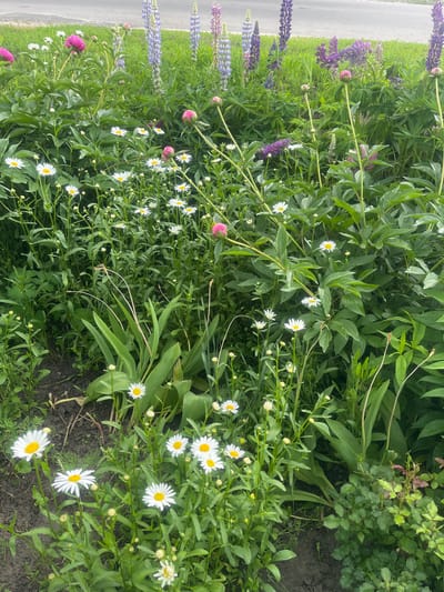 The image shows a flowerbed filled with greenery and various flowers. Lupines, with their characteristic tall spires of blue and purple flowers, are present along the left edge, next to what appears to be a road. Peonies, some with closed buds, are scattered throughout. Daisies with white petals and yellow centers are abundant. The flowerbed is lush and overgrown. The location, Bobrov, Russia, is not evident from the image alone; this information is presumed based on external context.