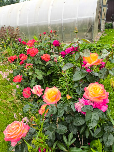 The image depicts a vibrant garden filled with blooming roses in various shades of pink, red, and yellow, set against a backdrop of lush green foliage. In the background, a white greenhouse with a translucent, curved roof stands prominently, suggesting a cultivated outdoor space. The roses, some fully open and others still in bud, are the primary subjects, showcasing their delicate petals and rich colors. Interspersed among the roses are other flowering plants and grasses, adding texture and depth to the scene. The overall impression is one of a flourishing garden on a bright day, likely during the summer season. The lighting suggests it is daytime, with natural sunlight illuminating the flowers and casting soft shadows. There are no people visible in the image, and no text is present. The setting appears to be a private garden or a park area, given the presence of the greenhouse, a common feature in horticultural settings. The abundance of colorful blooms creates a cheerful and serene atmosphere, evoking the beauty and tranquility of nature.