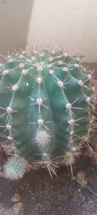 A close-up, vertical shot shows a green barrel cactus with numerous sharp spines. The cactus is in a pot filled with dark soil. To the left of the main cactus, a smaller, fuzzy cactus sprout is visible. The background is a textured, beige wall with a shadow casting diagonally across it. The scene is indoors, likely in a residential setting in Ынтымак, Kyrgyzstan. There are no people or visible actions occurring.