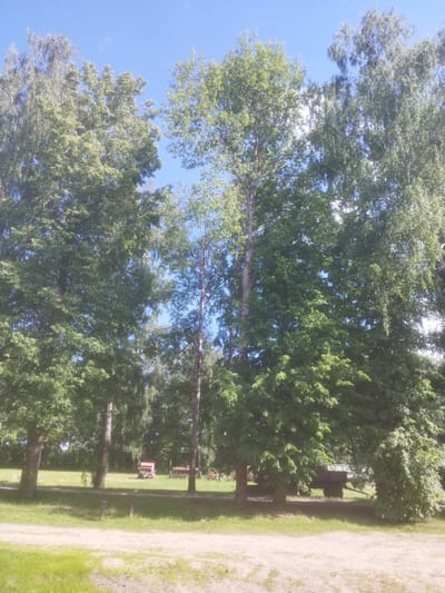 The image shows a sunny day with a clear blue sky above a row of large, mature trees with dense green foliage. The trees are positioned in the foreground and midground, creating a natural canopy. In the background, a grassy field is visible, dotted with a few pieces of agricultural machinery, including a red planter and a darker colored trailer with wheels. The ground in the immediate foreground is a dirt path with patches of dry grass. The overall scene appears to be a rural or park-like setting within the Залескі сельскі Савет, Belarus, with no people visible in the frame.
