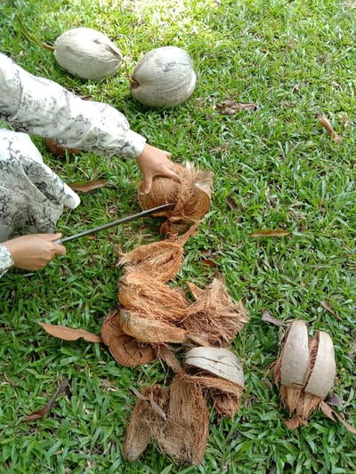 The image depicts a person, wearing a floral patterned long-sleeved shirt, husking a coconut on a patch of green grass. Two whole coconuts are visible in the upper left corner of the image. The person uses a long, metallic blade to separate the coconut from its fibrous husk. Piles of coconut husk debris are scattered around the coconut being husked, and in the foreground there are two coconut shells with husk attached. The ground is covered with green grass, and there are also some brown leaves scattered around. The location is in Blangkarieng, Indonesia.