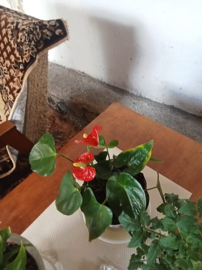 A high-angle, close-up shot shows a potted Anthurium plant with bright red spathes and dark green leaves on a wooden table. To the left, a portion of a patterned rug is visible, draped over furniture. The background consists of a rough, grey wall and floor. A young tomato plant is also partially visible in the lower right of the frame. The overall impression is of an indoor setting, likely a home, in Бестогай, Kazakhstan.