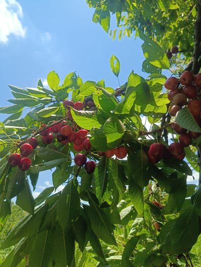 The image shows a close-up view of a cherry tree branch laden with ripe cherries, set against a bright blue sky with scattered white clouds. The cherries are a deep red color, with some showing a lighter blush. They hang in clusters from thin stems, interspersed with vibrant green leaves, some of which have small holes or tears. The sunlight filters through the leaves, creating dappled patterns of light and shadow on the cherries and foliage. In the background, out of focus, are glimpses of more green foliage and a hint of a distant landscape. The image was captured in Ust-Dzheguta, Russia.