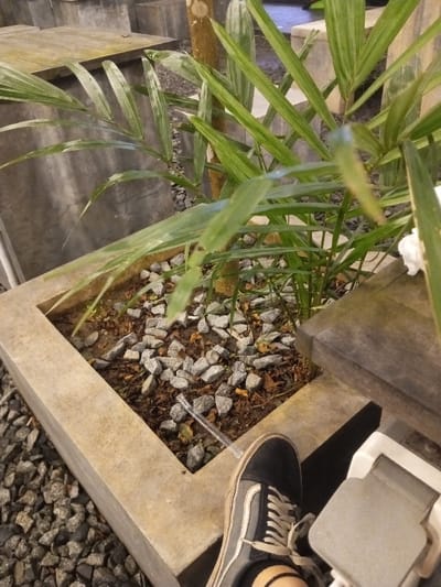 The image depicts a ground-level view within an outdoor or semi-outdoor area, identified as being in the city of Pontianak, Indonesia. In the foreground, the left foot of an individual is visible, encased in a black and grey Vans Old Skool sneaker with white laces. A thin black anklet is present on the ankle. Adjacent to the foot, a white and grey object, possibly a footrest or part of a chair, is partially visible.
The central feature is a rectangular concrete planter, approximately 20-30 cm in height, containing dark soil, an assortment of small grey gravel, and scattered dry brown leaves. A clear, slender plastic stirring stick is lying on the gravel within the planter. Growing from this planter is a green plant with multiple elongated, pointed leaves. A slender, light brown trunk or stem is visible behind the plant.
The ground surface around the planter consists of small grey gravel. In the background, multiple large, grey, geometric concrete blocks or planters are arranged, some topped with flat, light-colored wooden planks, suggesting outdoor seating or tables. To the upper right, a section of a dark wooden surface, possibly a tabletop, is visible, with a crumpled white object, likely a tissue or napkin, resting upon it. The lighting is subdued, suggesting evening hours or an indoor setting with ambient light. No specific human actions or interactions are explicitly depicted.