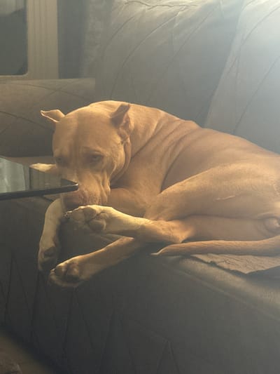 This is a close-up, low-angle, downward-facing shot of a light brown pit bull dog lying on its side on what appears to be a sofa or upholstered furniture. The dog is positioned in a somewhat contorted, relaxed pose, with its head resting on its paws and its body curved. Its ears are floppy, and its eyes are open, looking slightly off-camera. The dog's tail is curled over its back. The background is dark and appears to be the interior of a room, with the texture of the furniture visible. The lighting suggests an indoor setting, possibly with natural light coming from above and to the left, creating some bright highlights and shadows on the dog's body and the furniture. The overall mood is one of comfort and relaxation. The image is grainy, and there is no visible text. Given the location context of Metsamor, Armenia, the setting is likely a home in that region.