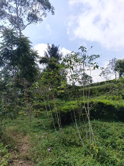 Lush green landscape with tall trees reaching the blue sky dotted with fluffy white clouds. A dirt path winds through dense vegetation, leading past young, slender trees with sparse leaves. A variety of plants and trees create a layered effect, with a hillside visible in the background. The scene is natural and vibrant, evoking a sense of tranquility.