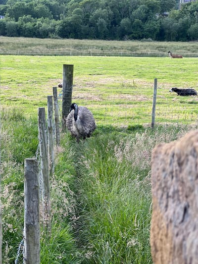 The image depicts an emu standing in a grassy field with a rustic wooden fence in the foreground. The emu is large, grey, and has a feathered body. The fence is made of rough-hewn wooden posts and wire. In the background, there is a further fence line, and beyond that, a green meadow with a llama lying down and another animal that appears to be a sheep resting. Further in the distance, a dense line of trees forms the horizon, with some buildings visible amongst them. The sky is not visible in the frame. The overall scene suggests a rural or semi-rural setting, likely an agricultural field or animal enclosure. The location is identified as Terhillion, Ireland.