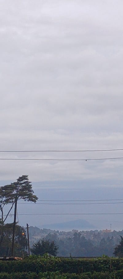 A hazy, overcast sky fills most of the frame. Power lines stretch across the mid-ground, punctuated by a small bird. Trees and vegetation occupy the lower section. In the distance, a faint cityscape emerges through the mist. The overall scene evokes a sense of stillness and subdued atmosphere.