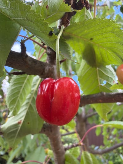 An extreme close-up shot focuses on a ripe red cherry hanging from a branch of a cherry tree. The cherry is plump and glossy, with a distinct cleft down the middle, indicating it is likely a Bing cherry. It is attached to a thin, green stem. Surrounding the cherry are lush, green leaves, some of which are partially out of focus, creating a shallow depth of field. Sunlight filters through the leaves, casting dappled light and highlighting the veins of the foliage. In the background, the sky is visible as patches of bright blue with some blurred white clouds. A small, dark insect is perched on one of the leaves in the upper left portion of the image. The scene is set outdoors, likely in a garden or orchard. The image does not contain any information regarding the city of Kerro, Russia, nor does it depict any people or specific human activities.
