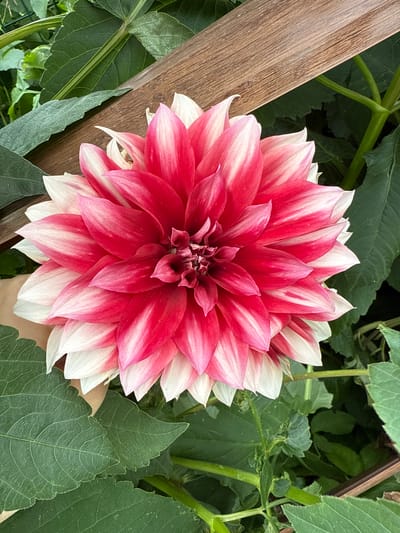 In a garden setting in Птицевод-2 Снт, Russia, a large, bi-colored dahlia flower with petals of bright pink and white is prominently featured. The flower is captured from a top-down perspective, showcasing its intricate, layered structure. The dahlia is surrounded by lush green foliage, with several large leaves framing the bloom. A thin, wooden stake runs diagonally across the upper portion of the frame, appearing to support the plant. A human hand is partially visible at the lower left, gently supporting the flower, suggesting it is being held or tended to. The background consists of more green leaves and stems, indicating a densely planted garden environment.