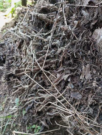 The image displays a close-up, ground-level view of a substantial accumulation of organic matter, identified as located in Cibeureum, Indonesia. The central subject is a dense pile of decomposing plant material, primarily composed of dried leaves, fibrous stems, and fine particulate matter, suggesting a compost heap or natural detritus. The material exhibits a range of dark brown, grey, and dull green tones, with interwoven textures from the various plant fragments. Numerous thin, brittle stalks and crumpled leaf remnants are visible throughout the mass. The base of the pile, in the lower left quadrant, shows sparse, short green vegetation emerging from the surrounding soil. The background is out of focus, revealing indistinct shapes of additional foliage, indicating an outdoor, natural environment. No human figures, animals, or artificial objects are present, and no specific actions or interactions are depicted.